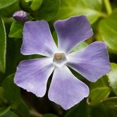 Vinca major