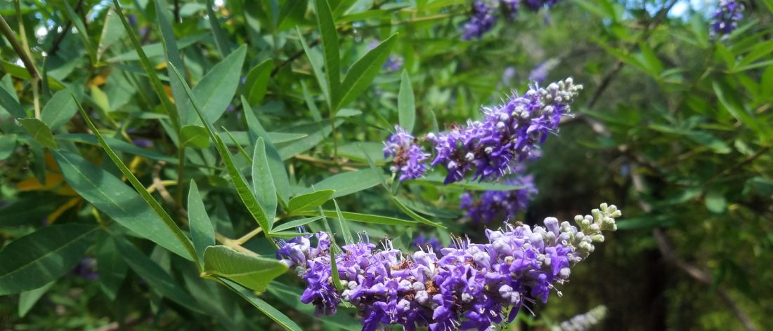Vitex agnus-castus