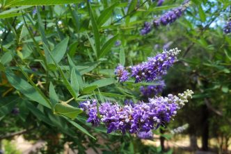 Vitex agnus-castus