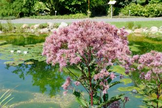 Eupatorium purpureum