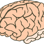 A brain